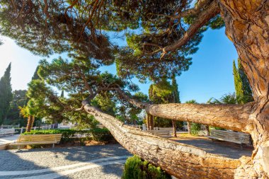 Yeşil güzel manzaralı