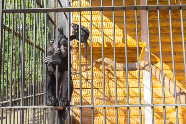 Sad monkeys in cage in zoo