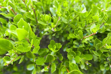 Yeşil Yapraklar duvar arkaplanı