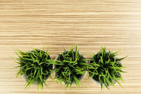 Green Pot Plants Table — Stock Photo, Image