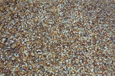 Deniz kabukları arka plan yakın çekim