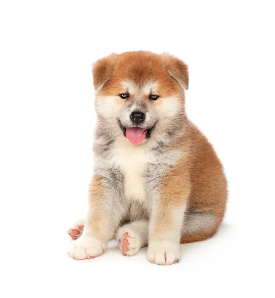 Akita Inu puppy hond op witte achtergrond — Stockfoto
