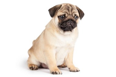 Pug Dog beyaz arkaplanda izole edildi