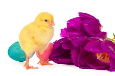 Yavruları, yumurtaları ve çiçekleri olan bir Paskalya. yaratıcı fotoğraf.