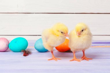Tahta masada paskalya yumurtası taşıyan piliç.