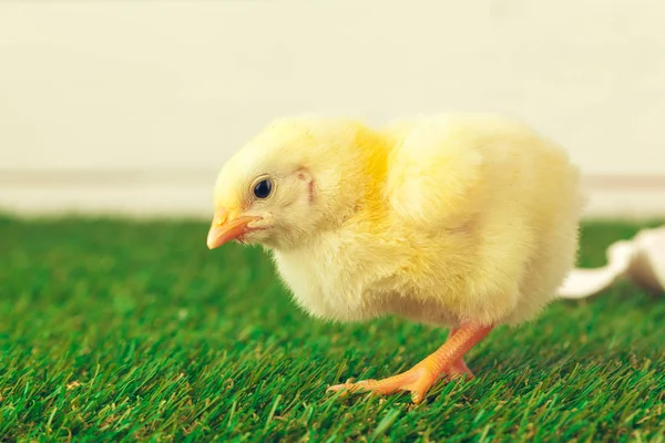 Kleines Huhn auf dem Gras. Kreatives Foto. — Stockfoto
