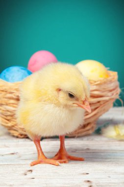 Ahşap masada paskalya yumurtası taşıyan piliç. Yaratıcı fotoğraf.