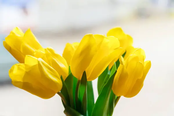 Close Image Yellow Tulip — Stock Photo, Image