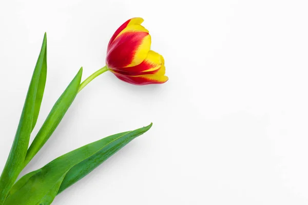 Świeże Kwiaty Tulipan Izolowane Białym Tle — Zdjęcie stockowe