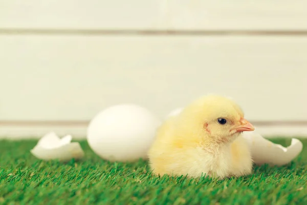 Kleines Huhn auf dem Gras. Kreatives Foto. — Stockfoto