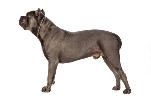 Cane Corso hund på hvit bakgrunn. Kreativt bilde . – stockfoto