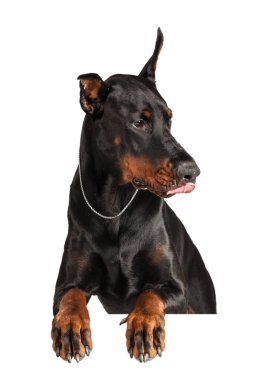 Doberman beyaz arkaplanda izole edildi