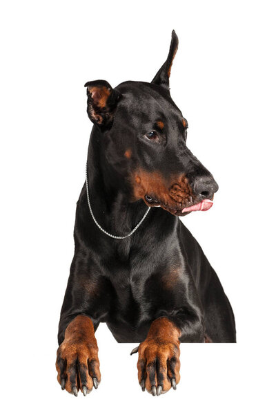 Doberman isolated on white background