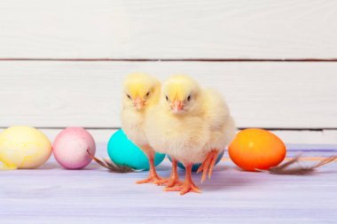 Tahta masada paskalya yumurtası taşıyan piliç.