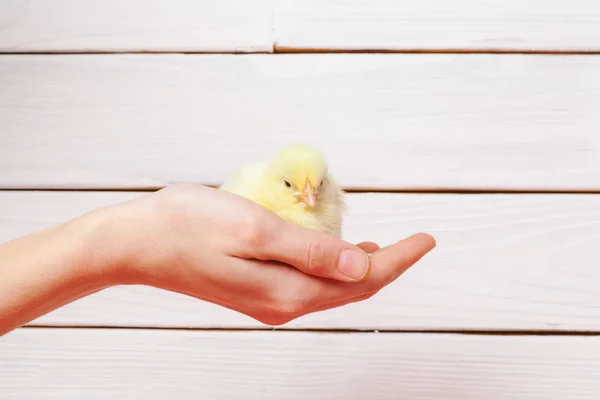 Hands Holding a Baby Chick