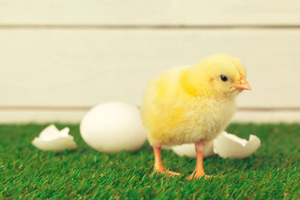 Kleines Huhn Auf Dem Gras — Stockfoto