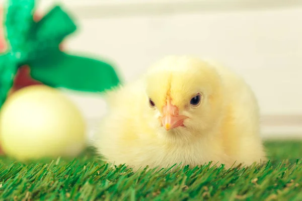 Kleines Huhn Legt Sich Auf Das Gras — Stockfoto