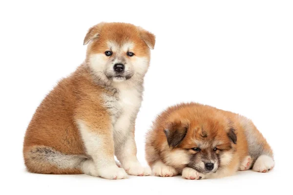 Akita Inu Cachorro Perro Sobre Fondo Blanco — Foto de Stock