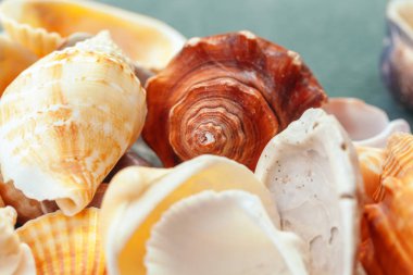 Deniz kabukları. Doğa geçmişi. Kapat. yaratıcı fotoğraf.