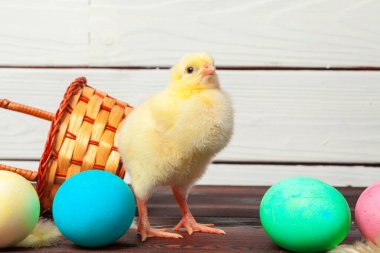 Paskalya yumurtaları olan küçük bir piliç. Yaratıcı fotoğraf.