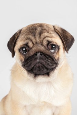 Beyaz arka planda izole edilmiş bir köpek. Yaratıcı fotoğraf.
