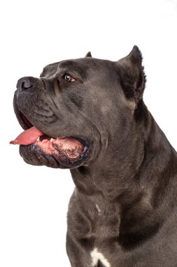 Beyaz arka planda Cane Corso köpeği. Yaratıcı fotoğraf.