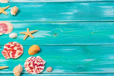 Renkli ahşap zemin üzerinde farklı deniz kabukları