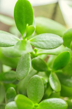 Yeşil taze bitkiler arka plan için çimenleri kapatın