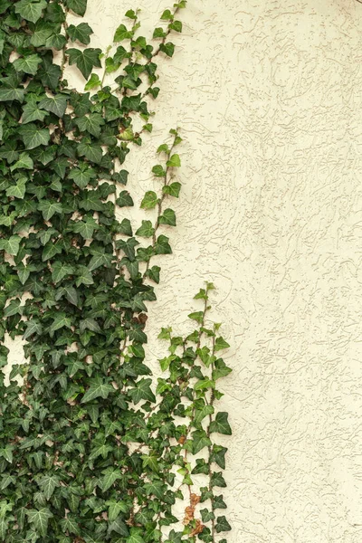 A wall of common ivy. Usuable as a background or texture. Also known as european ivy