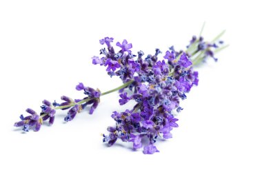 Beyaz arka planda lavanta çiçekleri. Yaratıcı Fotoğraf.