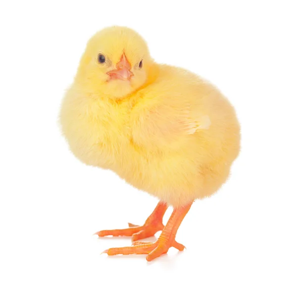 Pequeno frango amarelo isolado em um fundo branco. Foto criativa . — Fotografia de Stock