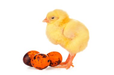 Paskalya renkli yumurtalar ve beyaz üzerine izole edilmiş küçük şirin bir tavuk.