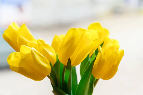 Close up image of yellow tulip. Creative photo. — Stock Photo, Image
