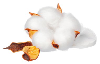 Beyaz arka planda pamuk çiçekleri. yaratıcı fotoğraf.