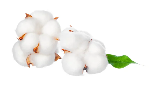 Fleurs de coton sur fond blanc. photo créative . — Photo
