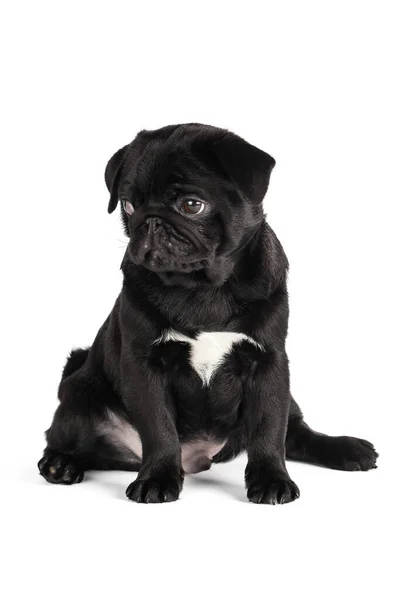 하얀 배경에 고립되어 있는 개 — 스톡 사진
