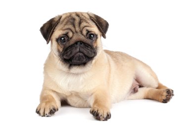 Pug Dog beyaz arkaplanda izole edildi