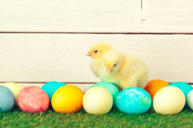 Yeşil çimlerde Paskalya yumurtası ve tavukları