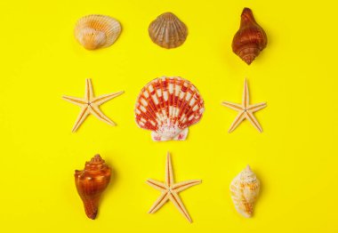 Sarı arka planda deniz kabukları. Yaratıcı fotoğraf.