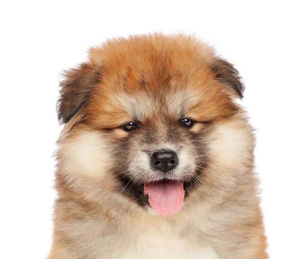 Akita Inu puppy hond op witte achtergrond — Stockfoto