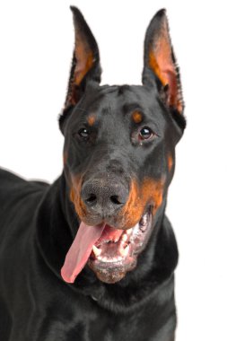 Doberman beyaz arka planda izole edildi. yaratıcı fotoğraf.