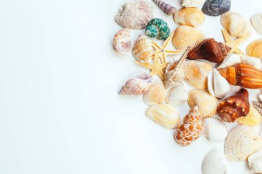 Beyaz arka planda izole edilmiş kabuklar. yaratıcı fotoğraf.