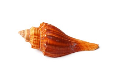 Beyaz arka planda deniz kabuğu. yaratıcı fotoğraf.