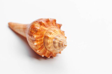 Beyaz arka planda deniz kabuğu. Kapat. yaratıcı fotoğraf.