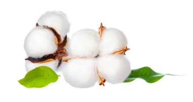 Beyaz arka planda pamuk çiçekleri. yaratıcı fotoğraf.