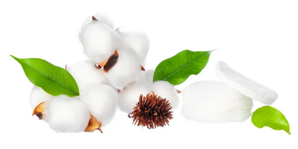 Cotton flowers on white background. creative photo. — Stock Photo, Image