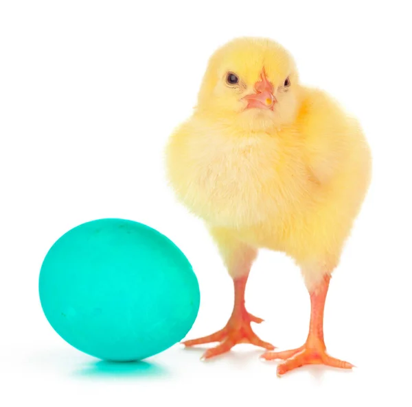 Páscoa ovos coloridos e frango pequeno bonito isolado no branco — Fotografia de Stock
