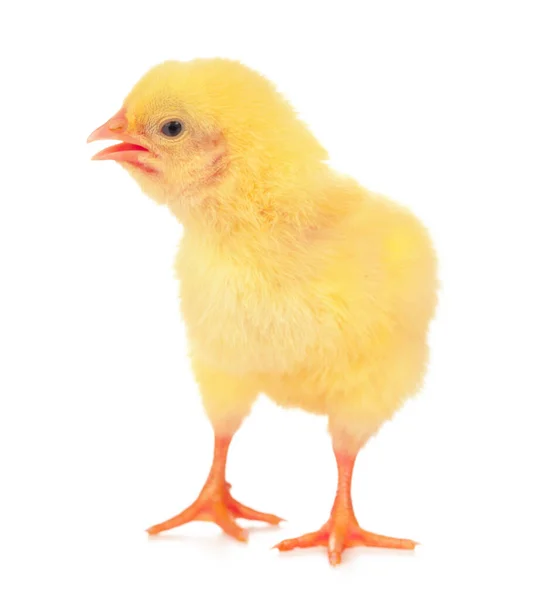 Söt liten kyckling isolerad på vit bakgrund — Stockfoto