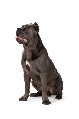 Beyaz arka plan yaratıcı fotoğraf üzerinde Cane Corso köpeği.