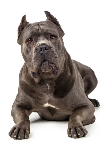 Cane Corso perro sobre fondo blanco foto creativa . — Foto de Stock